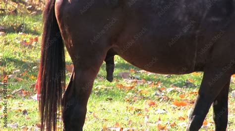 Horse sex flare cock pull out .